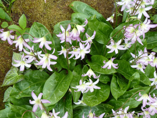Erythronium, érythrone