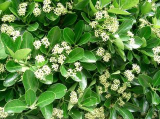 Euonymus japonicus, fusain du Japon - fleurs