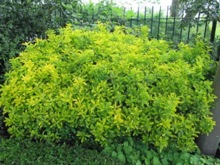 Euonymus japonicus 'Ovatus Aureus'