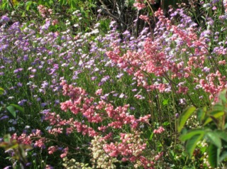 Julienne de Mahon et heuchère en fleurs