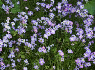 Julienne de Mahon, Malcolmia maritima