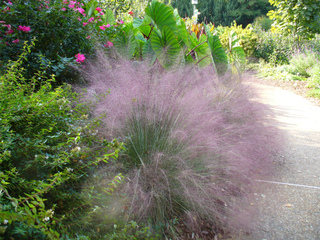 Muhlenbergia capillaris en bord d'allée