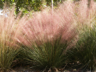 Muhlenbergia capillaris