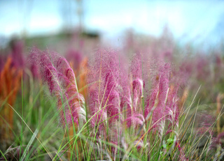 Muhlenbergia