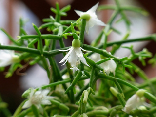 Rhipsalis cereuscula