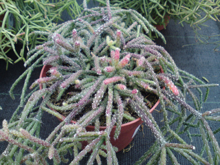 Rhipsalis pilocarpa