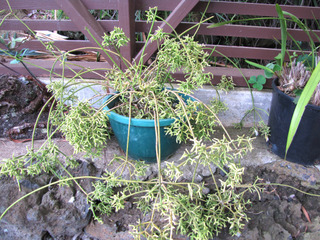 Rhipsalis