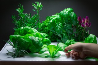 Plantes cultivées dans un Vegidair