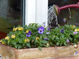 Arrosage en pluie d'une jardinière de pensées