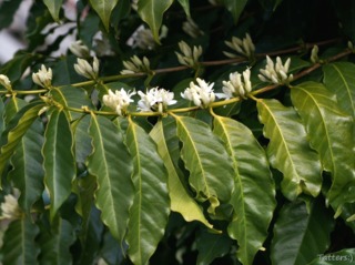 Floraison du caféier (Coffea arabica)