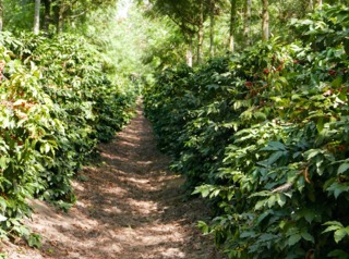 Plantation de caféiers
