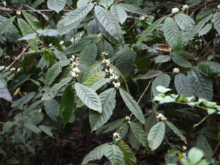 Caféier - Coffea robusta