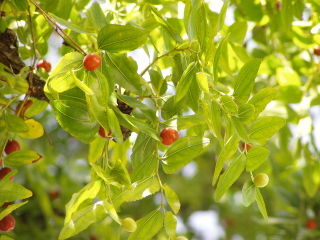 Jujubier, Ziziphus jujuba
