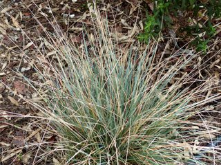 Koeleria glauca en hiver
