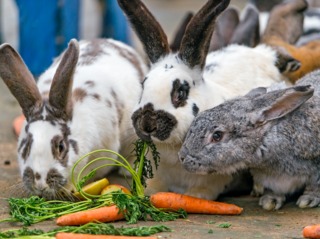 Lapins consommant des végétaux frais