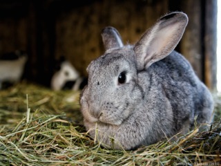 Lapin grignotant du foin
