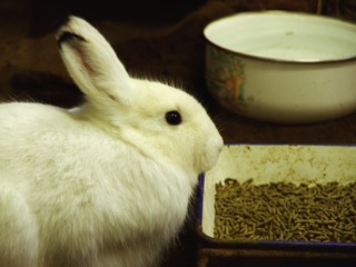 Lapins - Alimentation en granulés