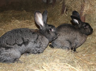 Lapins nourris au foin