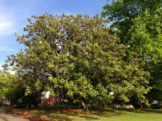 Magnolia grandiflora
