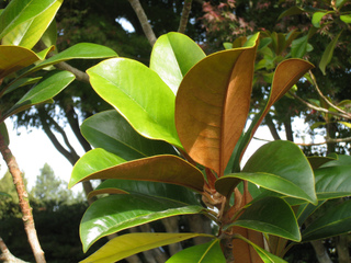 Magnolia grandiflora 'ferruginea'