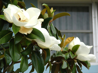 Magnolia grandiflora, magnolia persistant