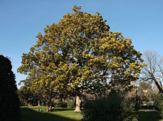 Magnolia grandiflora, magnolia persistant