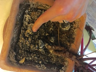 Motte sèche : la plante a besoin d'eau