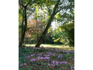 Cyclamens dans le parc