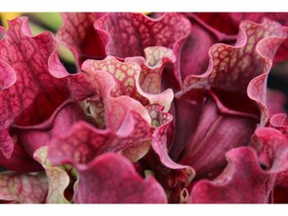 Sarracenia
