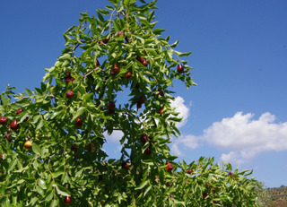 Jujubier, ziziphus jujuba