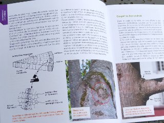 J'apprends à tailler mes arbres