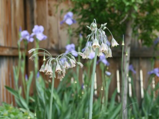 Ail de Bulgarie et iris