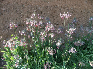 Nectaroscordum siculum au pied d'un mur