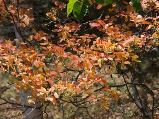 Enkianthus campanulatus - feuillage d'automne