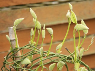 Jeunes pousses d'Aristolochia macrophylla, mai