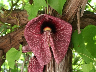 Aristolochia gigantea - Fleur
