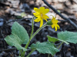 Arnica montana - Fleur
