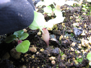 Semis de Brighamia insignis
