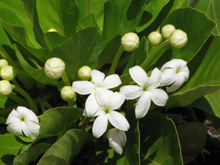 Floraison de Brighamia rockii