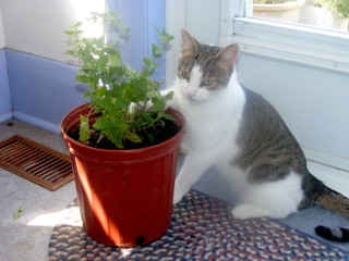 Chat et népéta en pot