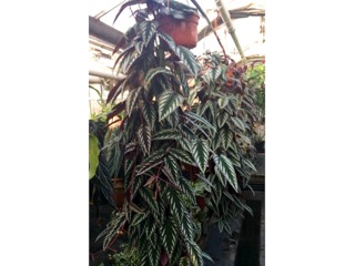 Cissus discolor en suspension