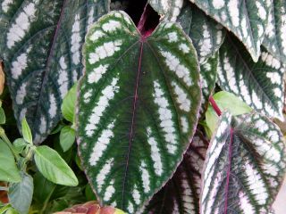 Cissus discolor (Cissus javana)
