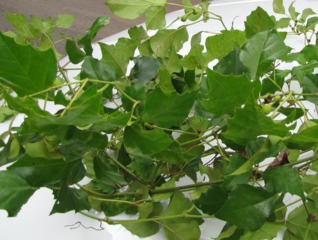 Cissus rhombifolia : une liane vigoureuse