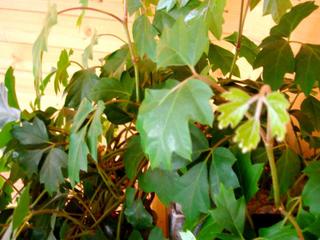 Cissus rhombifolia, vigne d'appartement