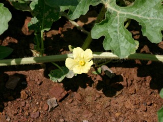 Fleur de gigérine