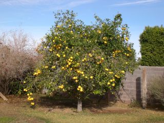 Citrus paradisi, pomelo en pleine terre