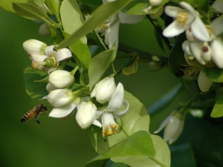 Fleurs de Citrus paradisi