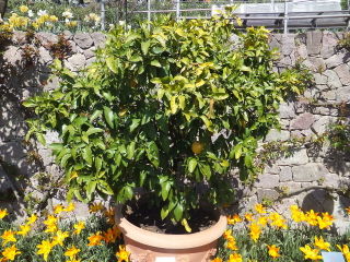 Citrus paradisi, pomelo