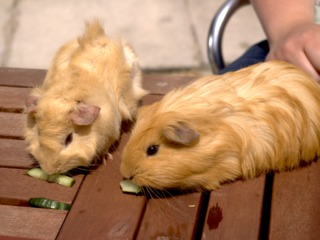 Cochons d'Inde mangeant du concombre