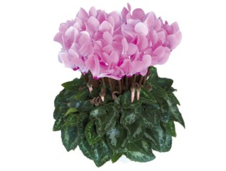 Cyclamen Metis Aquarel